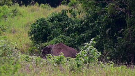 Los-Elefantes-Asiáticos-Son-Especies-En-Peligro-De-Extinción-Y-También-Son-Residentes-De-Tailandia