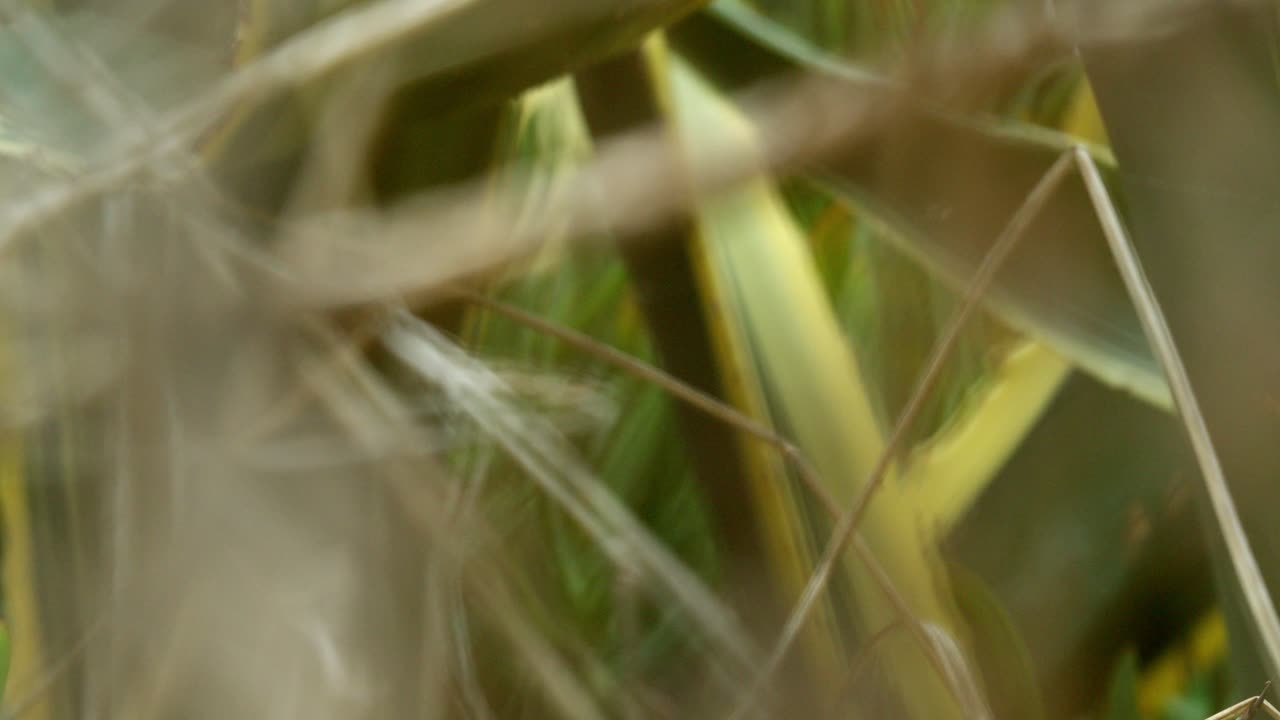 Pulling focus from a stick to a leave in the nature.