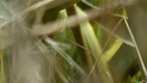 pulling focus from a stick to a leave in the nature.