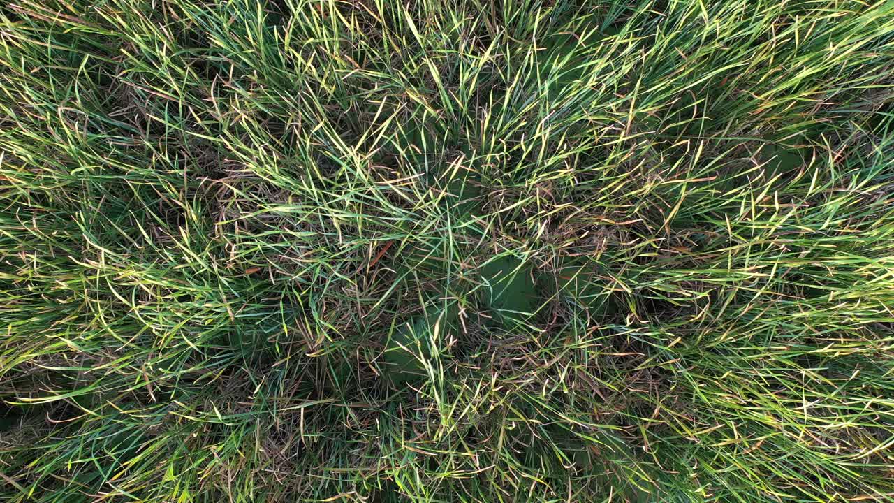 vista aérea de una zona de humedales cubiertos de hierba