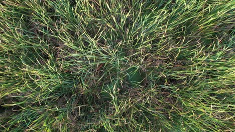 aerial view of a grassy wetland area