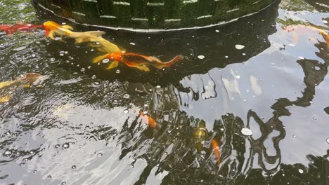 Handheld-shot-of-Koi-fishes-swimming-in-a-fountain