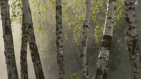 Birken-Und-Eine-Wolke-Aus-Morgennebel,-Die-Langsam-Der-Morgensonne-Weicht