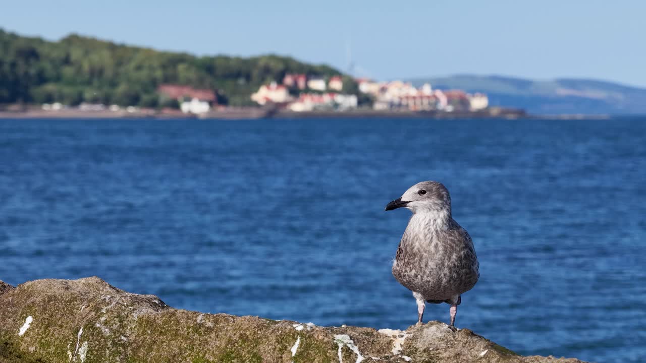 Seagull preening and looking around on rocky shoreline, bright daylight, calm blue ocean background