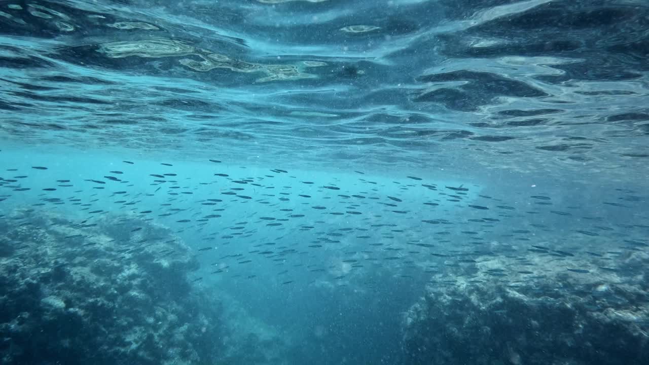 un gran banco de peces que se mueve elegantemente a través del océano cristalino bajo el agua
