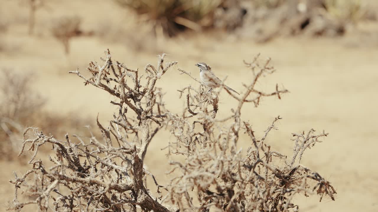 A bird gracefully soaring from a tree in Joshua Tree National Park. Witness the beauty of nature as this elegant creature takes flight, gliding through the air with effortless grace