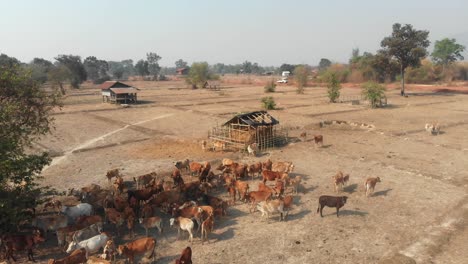 Orbit-around-big-group-of-cows-in-rural-Laos-during-day-time,-aerial