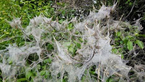 pan shot of defoliation caused by feeding ermine moth caterpillars, yponomeutidae, in the uk