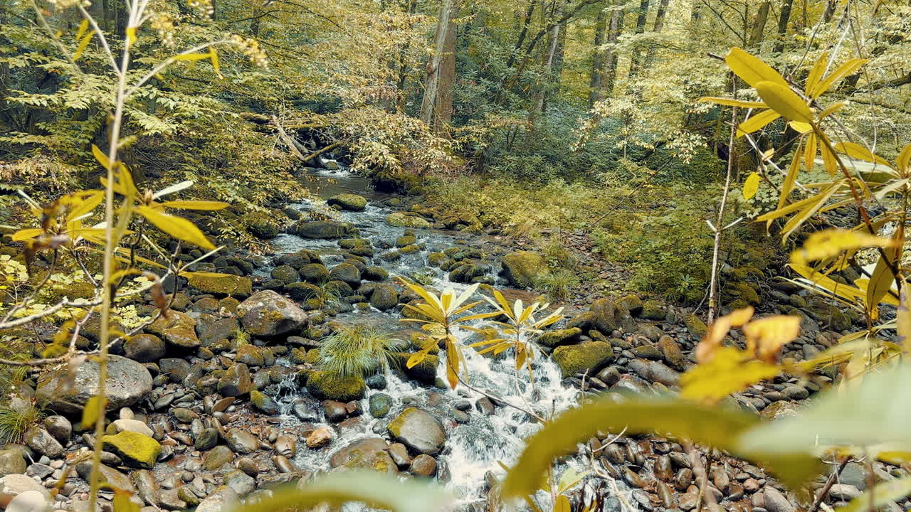 Wide Establishing Shot of Forest Stream Flowing Over Rocks in Great Smoky Mountains