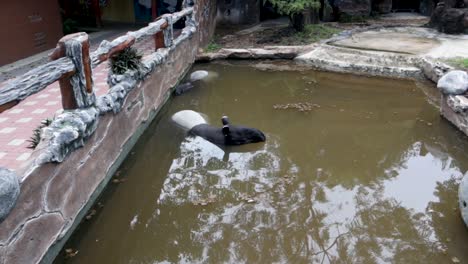 a tapir sitting in a pond in a zoo