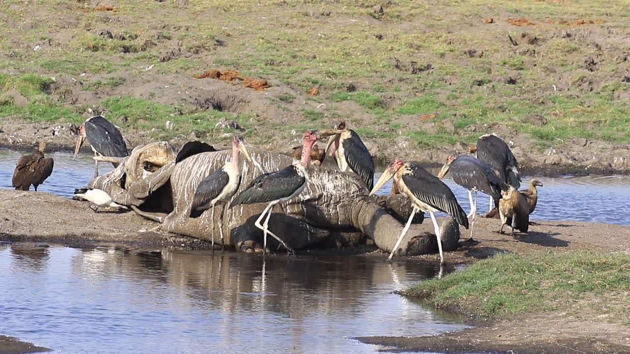 대머리 황새와 케이프 독수리는 부시 코끼리 시체를 조사합니다.