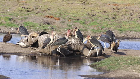 marabou storks and cape vultures investigate a bush elephant carcass