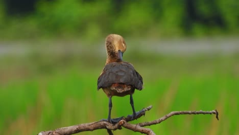 whistling duck in tree chilling .