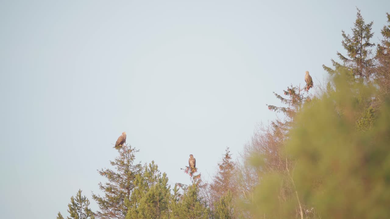 águilas doradas encaramadas en la copa de un árbol durante el día en el bosque