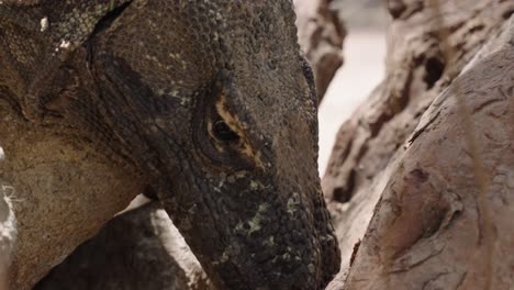 primer plano de la cara del dragón de komodo girando la cabeza y sacando la lengua