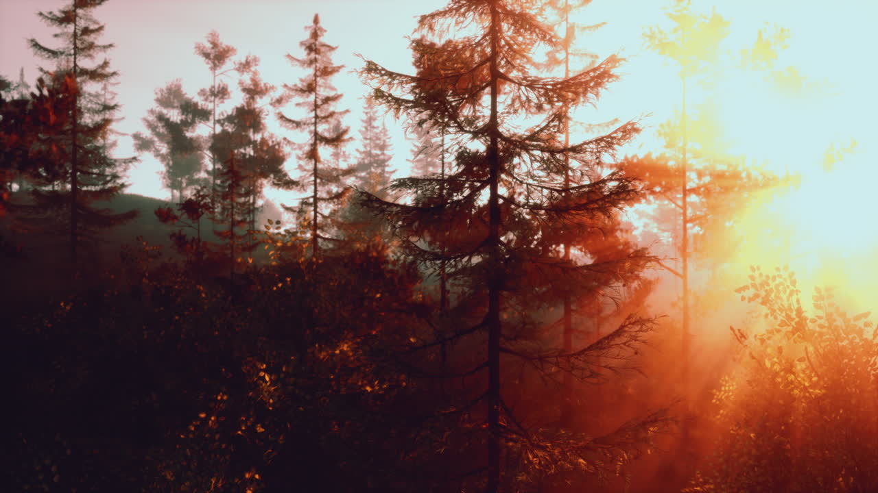 amanecer en un bosque brumoso