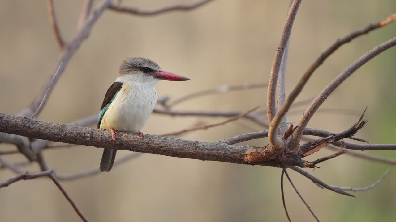 Brown-hooded kingfisher perches alert on a dry branch in Kruger National Park, South Africa. Close-up wildlife scene with soft background, watching for prey in savanna bush
