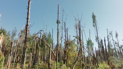 aerial view over pine trees damaged by cyclone