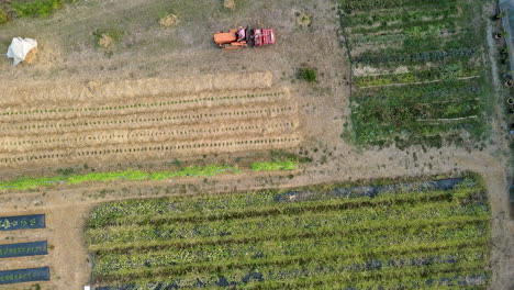 farmer drives an orange tractor through neat rows of crops covered with hay on a sunny summer day, cultivating the land for sustainable vegetable production