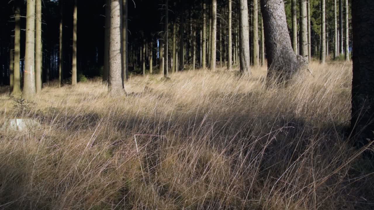 스프루스 숲에서 바람에 천천히 움직이는 풀의 클로즈업 기울기