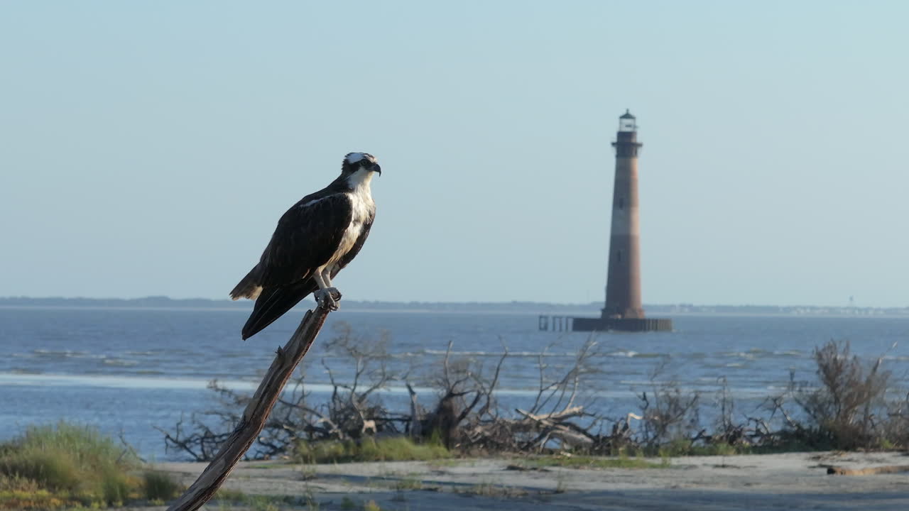 Osprey Perched Near a Lighthouse