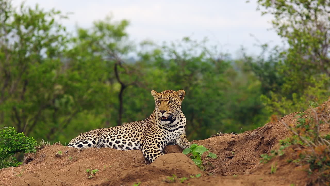 나무 배경에 맞서 마운드에 고립되어 쉬고 있는 멋진 수컷 표범
