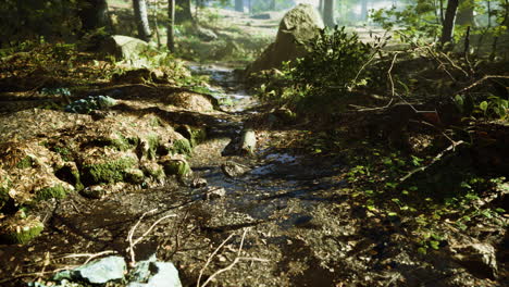 small-creek-runs-through-a-wide-valley-full-of-fallen-leaves