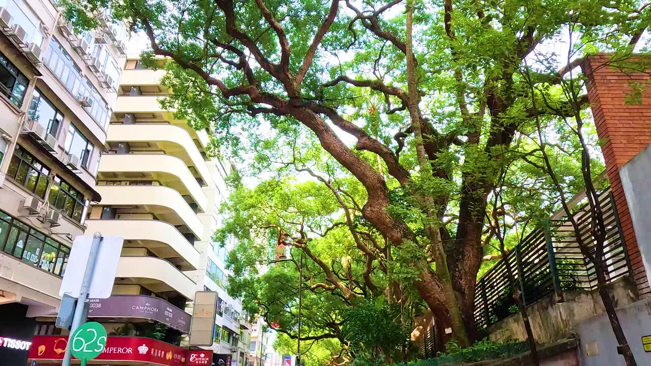 People walking under trees in urban Hong Kong