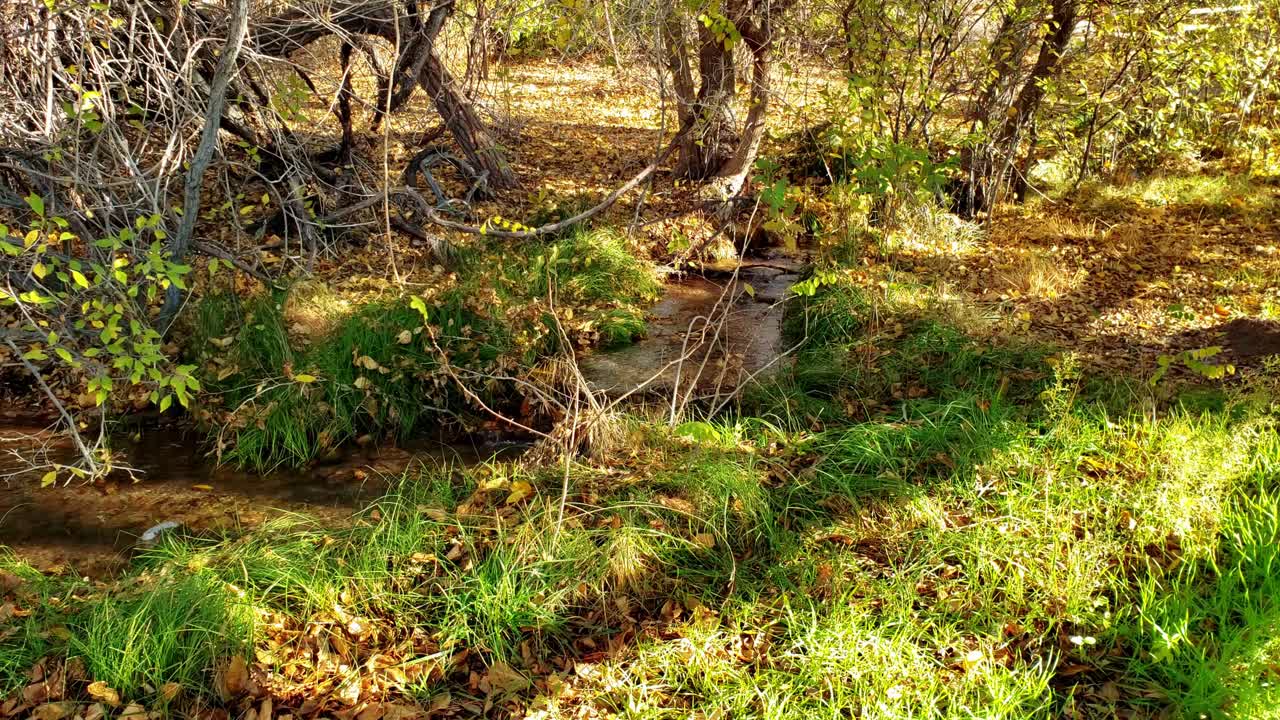 лесной ручей в осенних красках