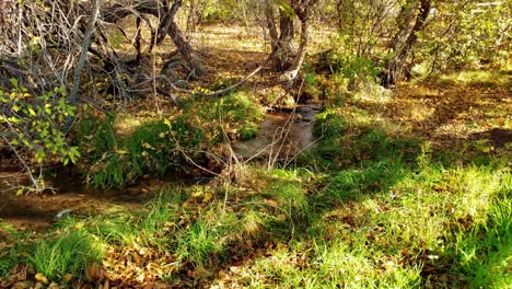 Woodlands-stream-in-Autumn-colors