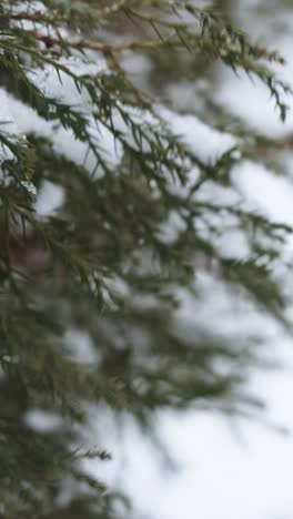 frozen branches