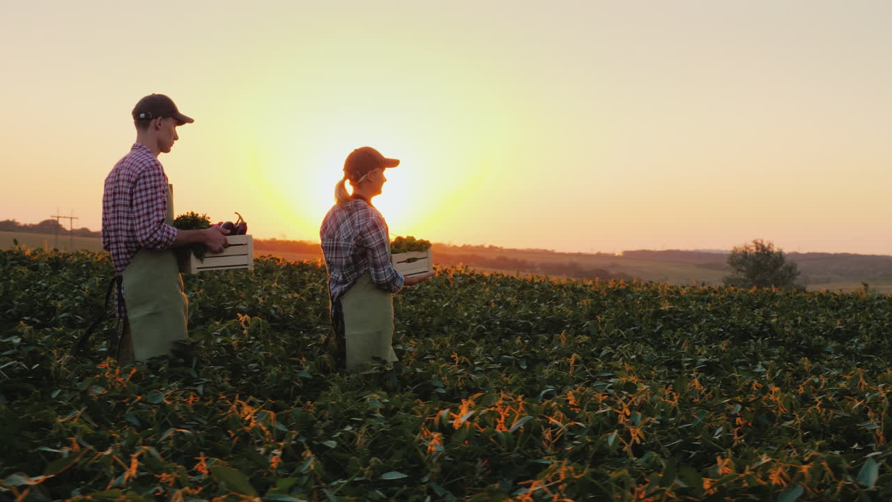 한 쌍의 농부가 가족 농장 유기농 농장에서 수확하는 들판을 가로질러 채소 상자를 나릅니다.