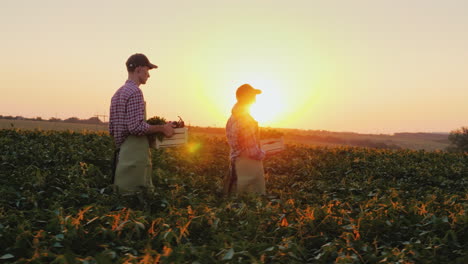 A-Pair-Of-Farmers-Carry-Boxes-Of-Vegetables-Across-The-Field-Harvesting-On-A-Family-Farm-Organic-Far