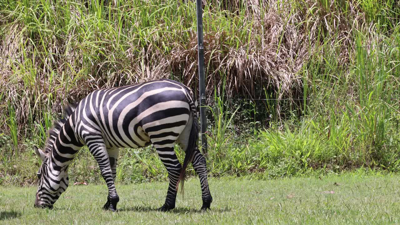 cebras y jirafas alimentándose en un campo verde exuberante