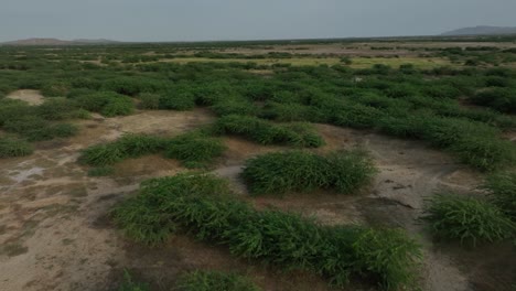 Green-Brushstrokes-in-Nagarparkar-Desert,-Pakistan.-Aerial-flyover