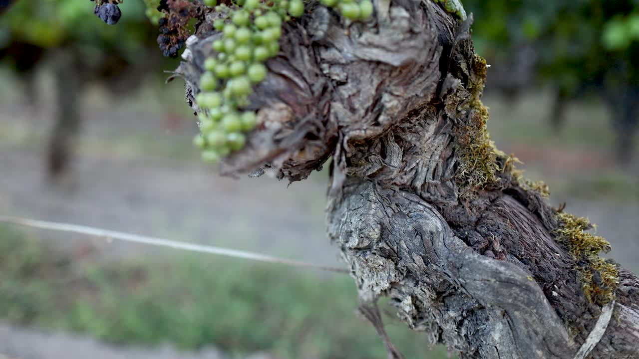 성장하는 포도와 함께 포도나무의 클로즈업