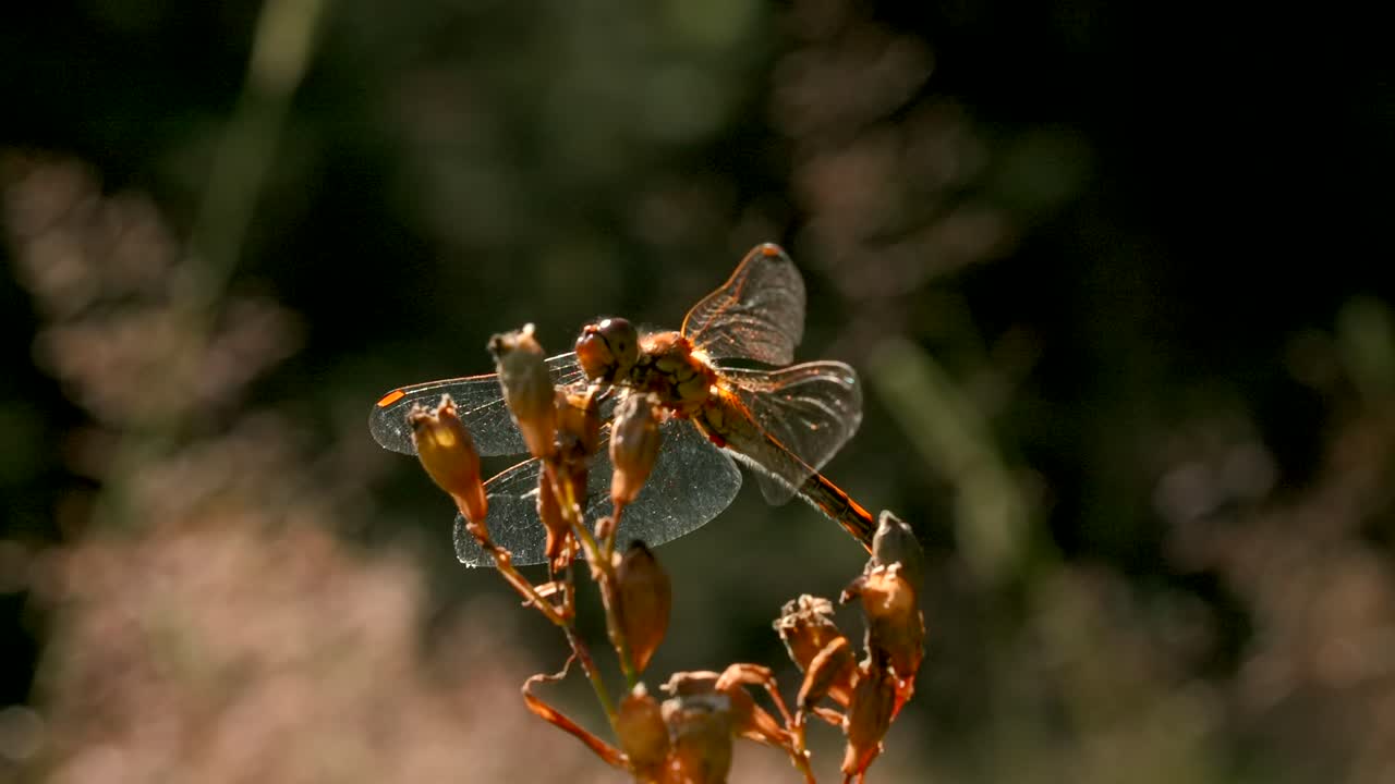 libélula en una planta