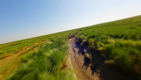 fpv drone disparó siguiendo una zanja verde estrecha que serpentea a través de humedales verde esmeralda debajo de un hermoso cielo azul de verano