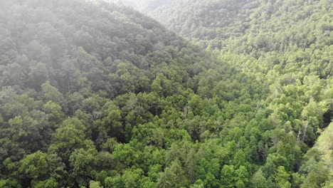 national forest mountains sunset tilt reveal mountain horizon aerial drone