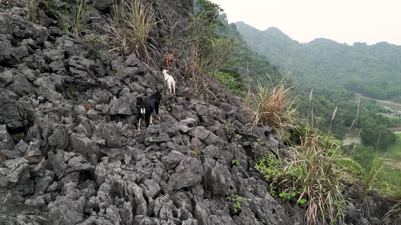 Mountain goats climbing karst rock high up in the mountains in Ninh Binh, Vietnam, drone closeup.