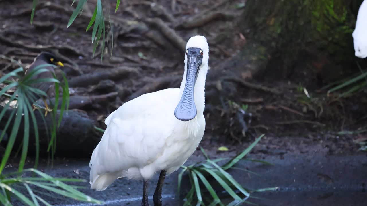 물과 잎자루 근처에 서 있는 검은 얼굴의 스빌