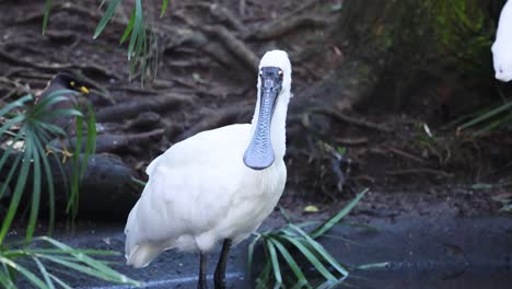 cuchara de cara negra de pie cerca del agua y el follaje