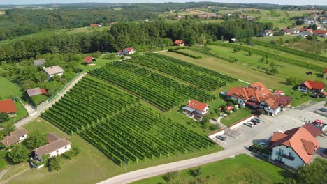 flying over the rows of plantation in vineyard