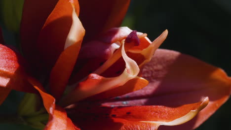 Macro-view-of-red-lily-flower-petals-in-bright-summer-light