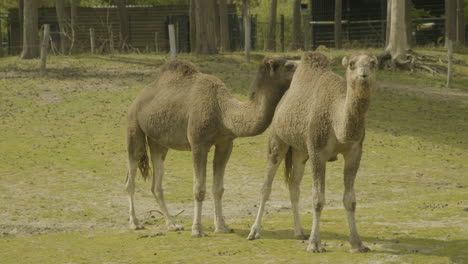 Un-Par-De-Dromedarios-De-Pie-En-Un-Campo-De-Hierba