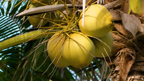 Cocos-Maduros-De-Color-Amarillo-Brillante-En-Un-Manojo-Colgando-De-Una-Palmera-Tropical-De-Cerca