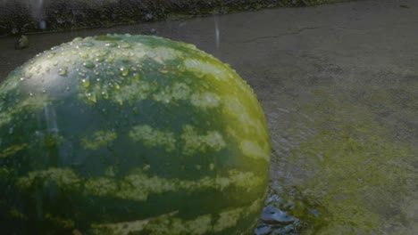 the water melon under water