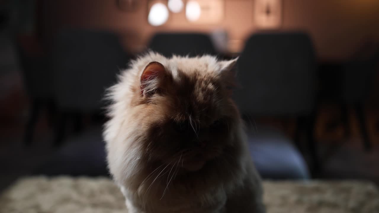 Gatto persiano seduto all'ombra.
