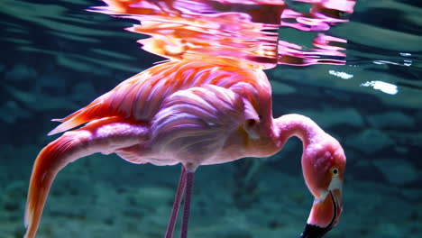 pink flamingo underwater