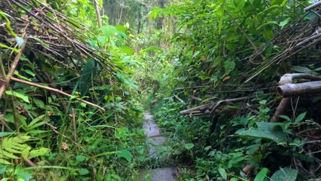 dense foliage surrounds a narrow jungle path